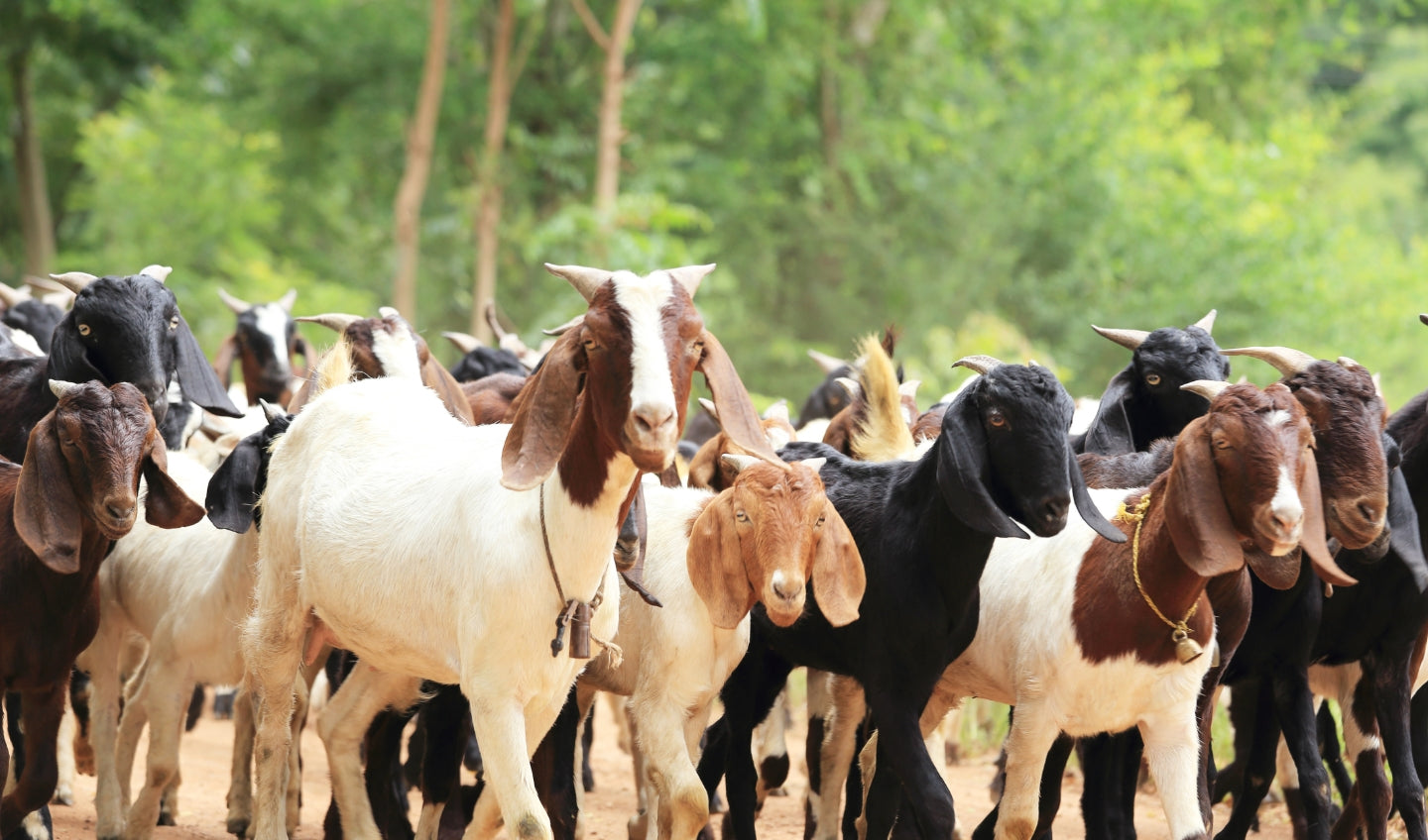 Goat Milk Formula: Is It a Good Alternative to Cow's Milk?