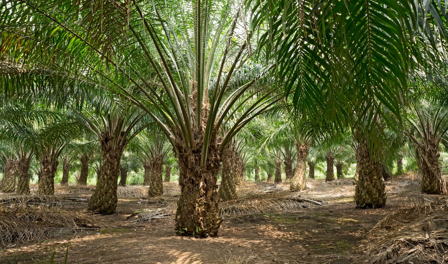 Palm Oil in Formula: Is it Safe for Your Baby's Health?